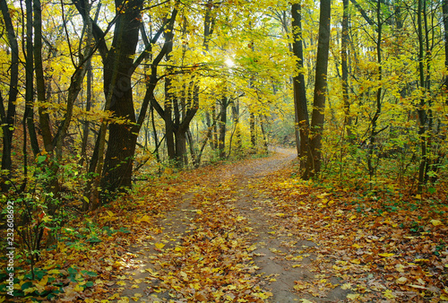 Sunlight in the autumn forest. Autumn landscape