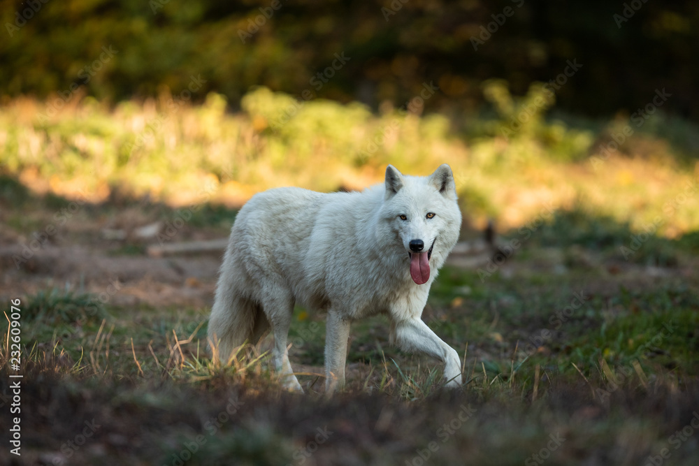 Obraz premium White wolf in the forest