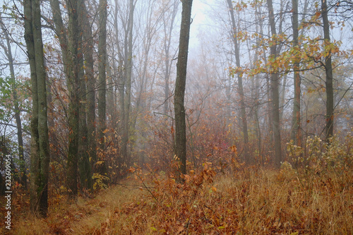 autumn forest with misty morning