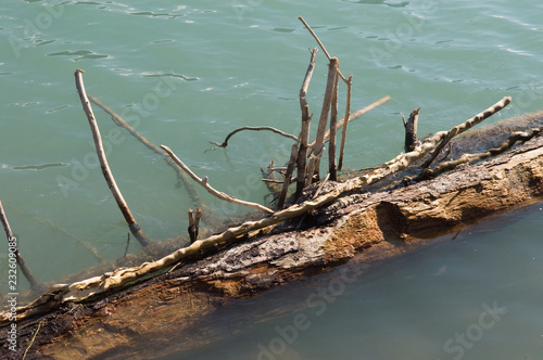 Abgestorbener Fichtenstamm im Wasser © Eberhard