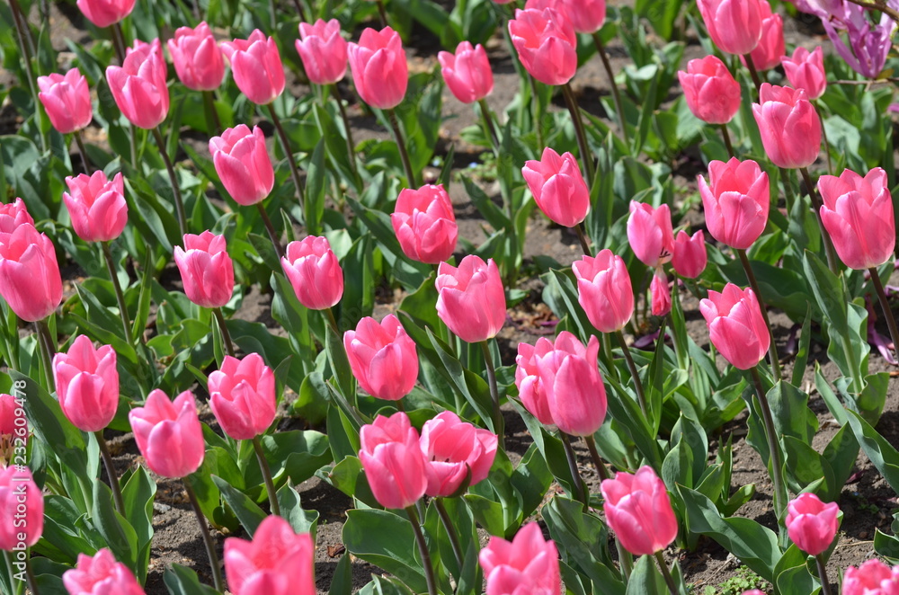 tulips in the garden tulips in the garden