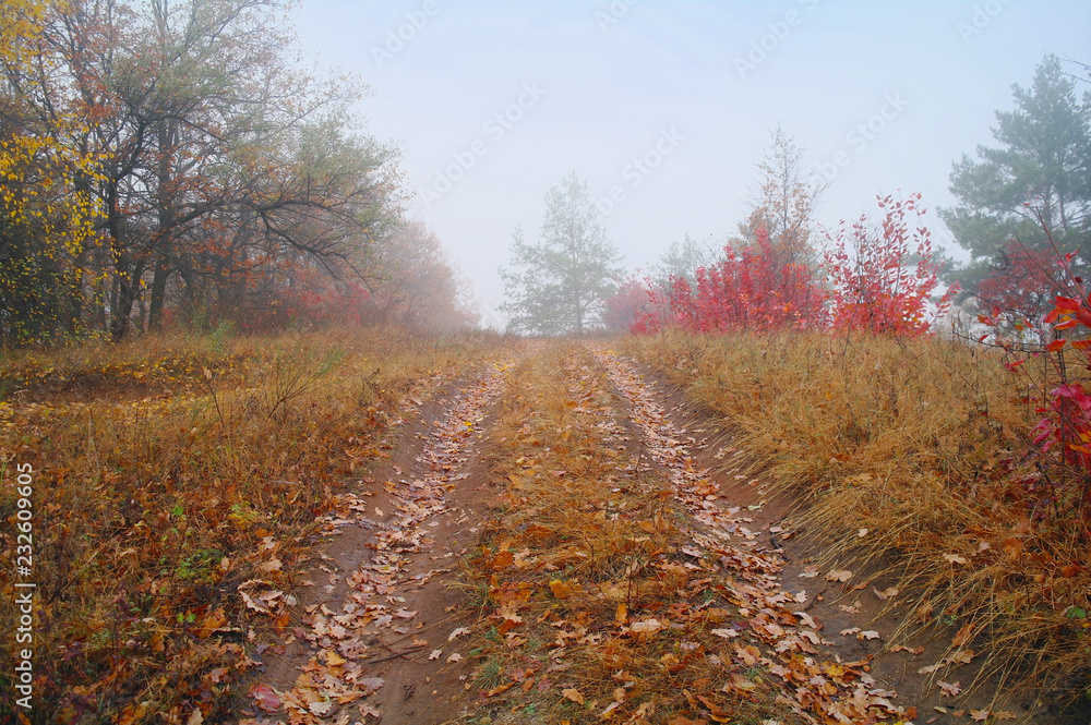 autumn forest with misty morning
