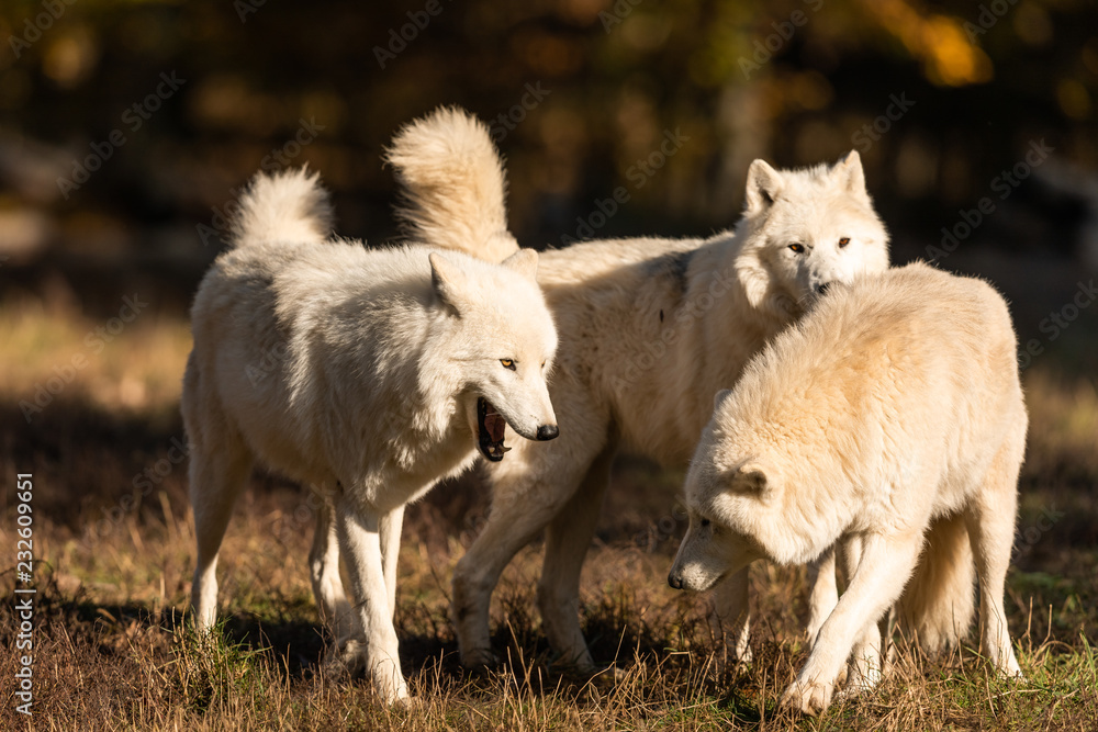 Obraz premium White Wolf in the forest