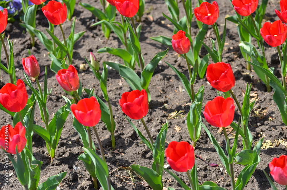 Fototapeta premium field of tulips