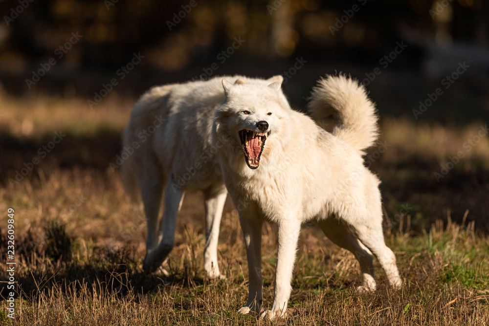 Obraz premium White Wolf in the forest