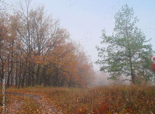 autumn forest with misty morning