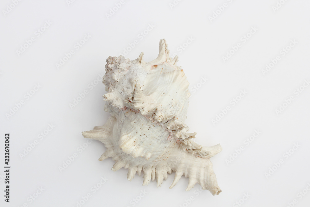 Conch shell, marine sea shell on white background. Conch shell, marine sea shell on white background.