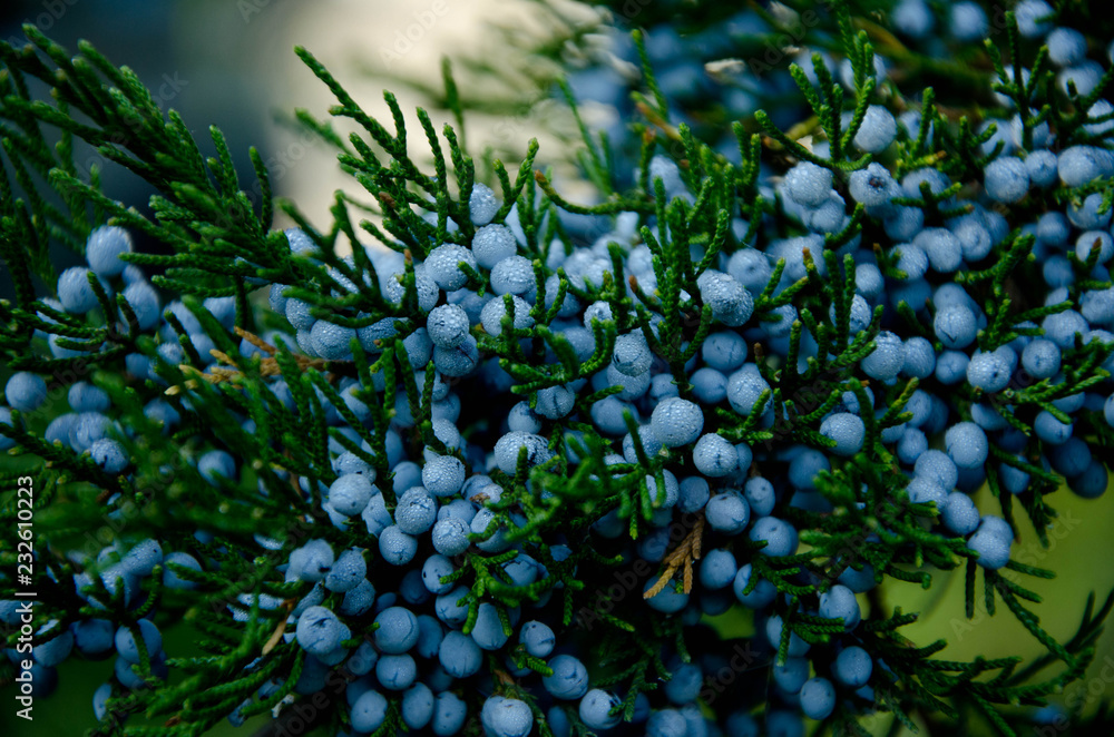 juniper juniper