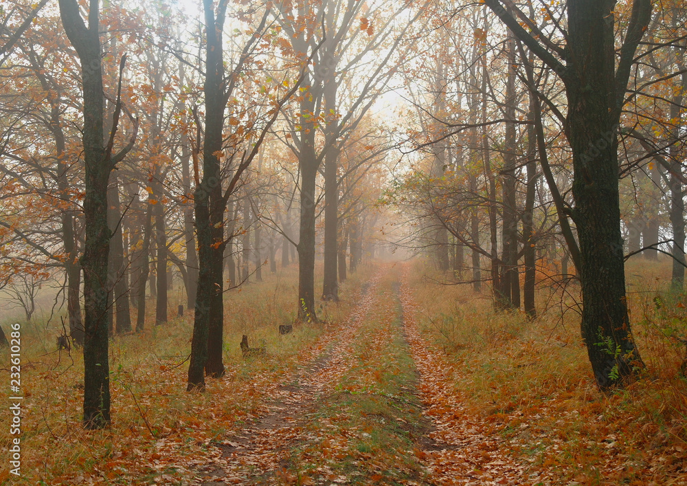 autumn forest with misty morning