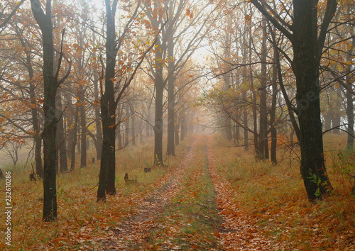 Obraz na płótnie autumn forest with misty morning w salonie