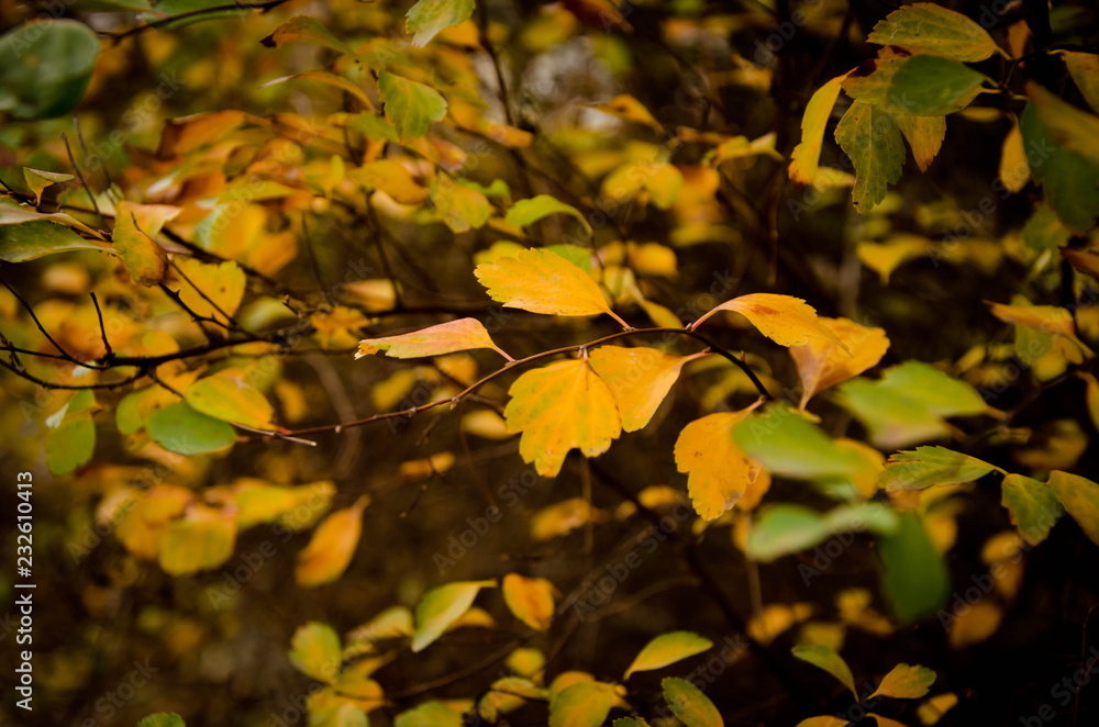 Fototapeta premium autumn leaves