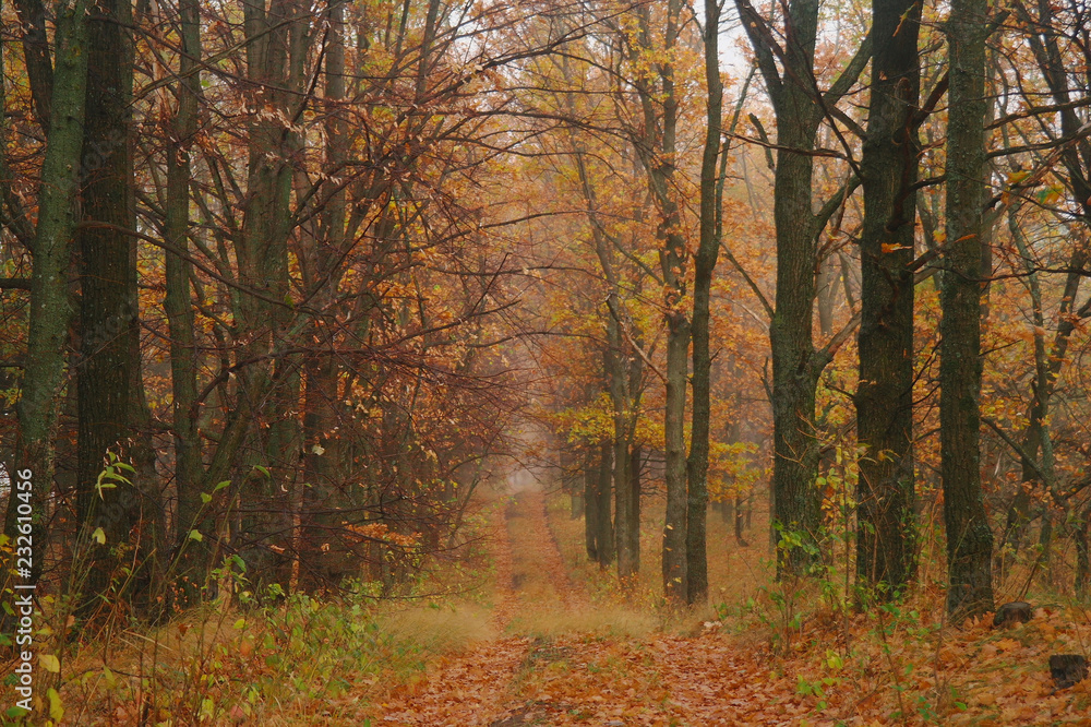 autumn forest with misty morning