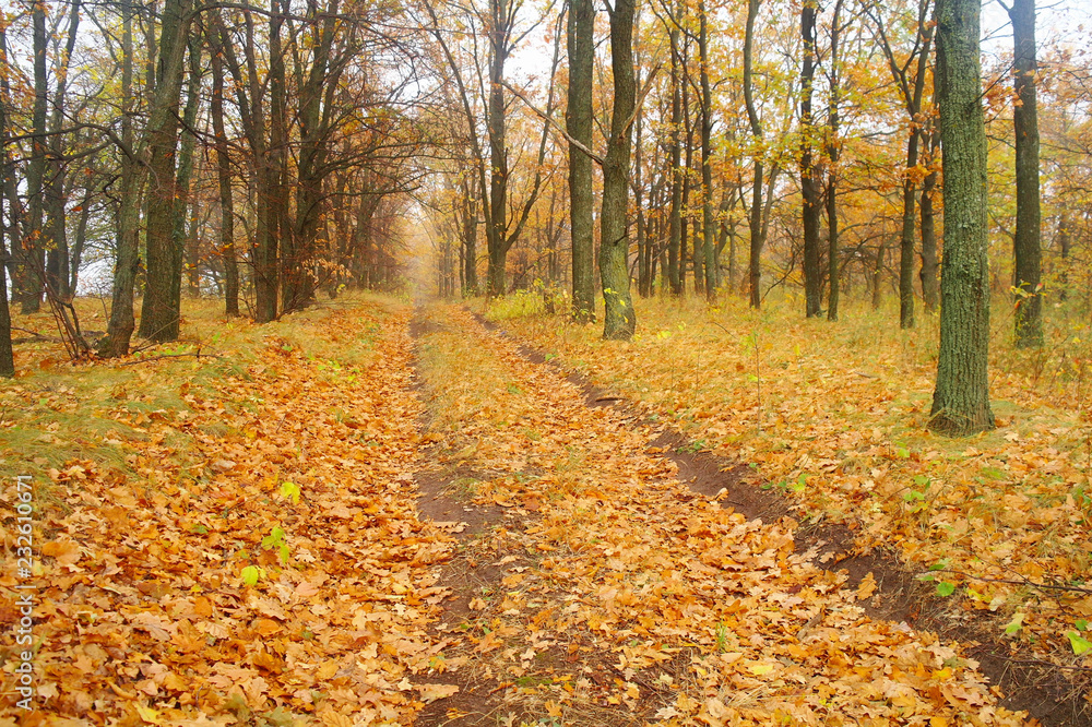 autumn forest with misty morning