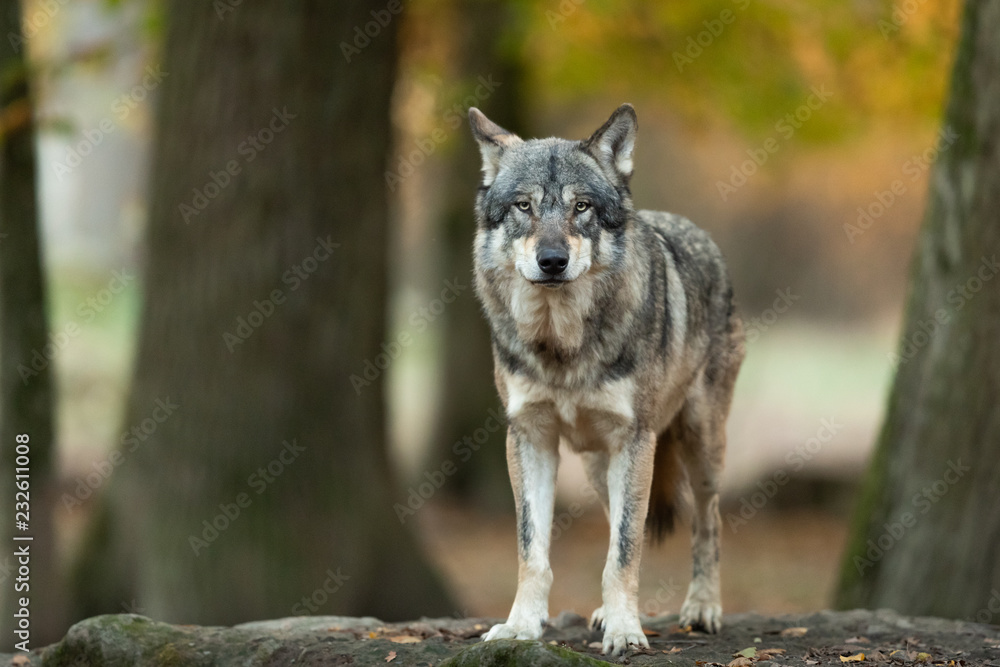 Fototapeta Grey wolf in the forest