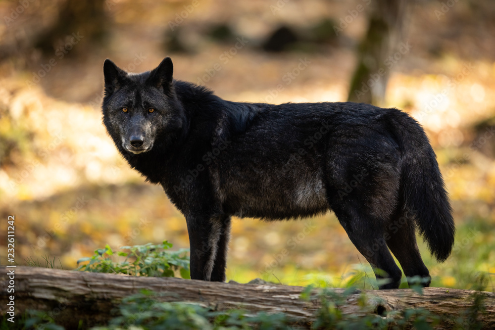 Black Wolf in the forest Black Wolf in the forest