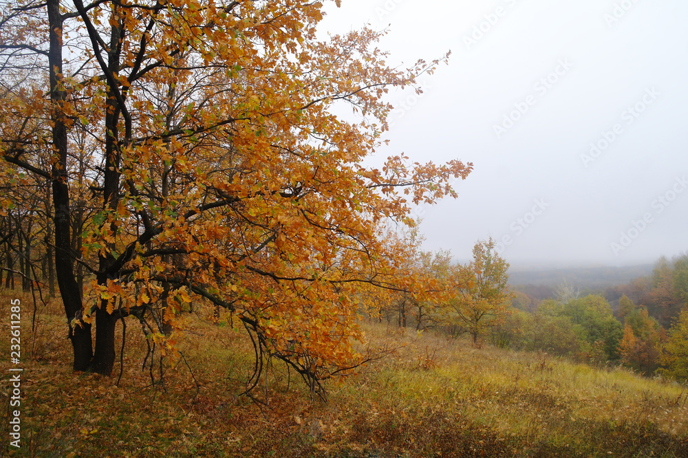 Sunlight in the autumn forest. Autumn landscape