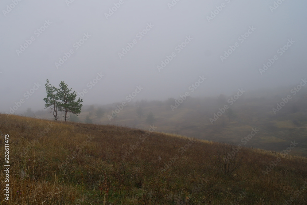 autumn forest with misty morning