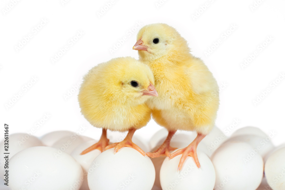 Two little chicken broiler on eggs isolated on white Two little chicken broiler on eggs isolated on white