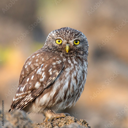Little owl (Athene noctua) sitting on a stone and looks into the camera