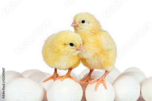 Cuadro en lienzo Two little chicken broiler on eggs isolated on white