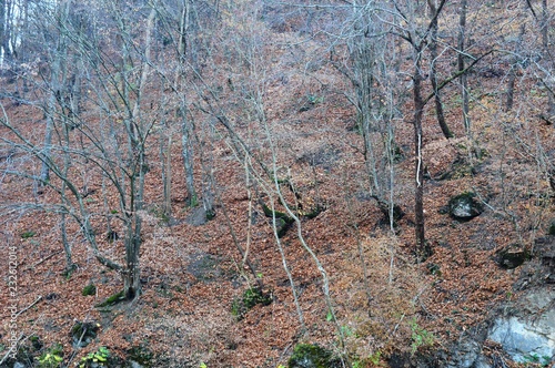 landscape in autumn
 photo