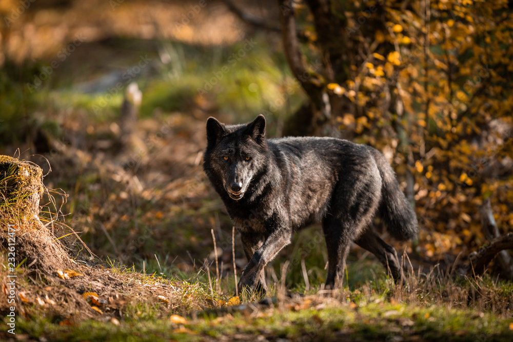 Black Wolf in the forest