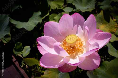 ピンクの蓮の花