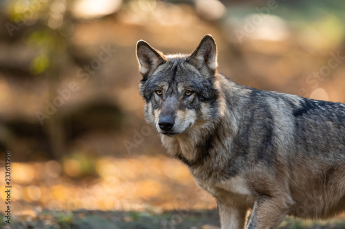 Grey Wolf in the forest