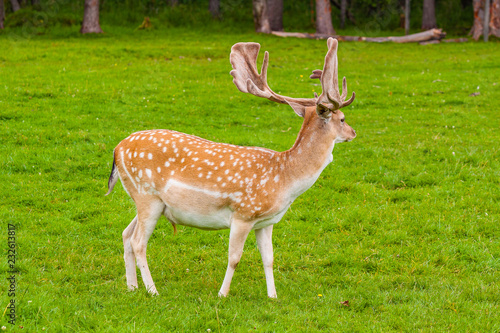 Fototapeta Naklejka Na Ścianę i Meble -  Deer