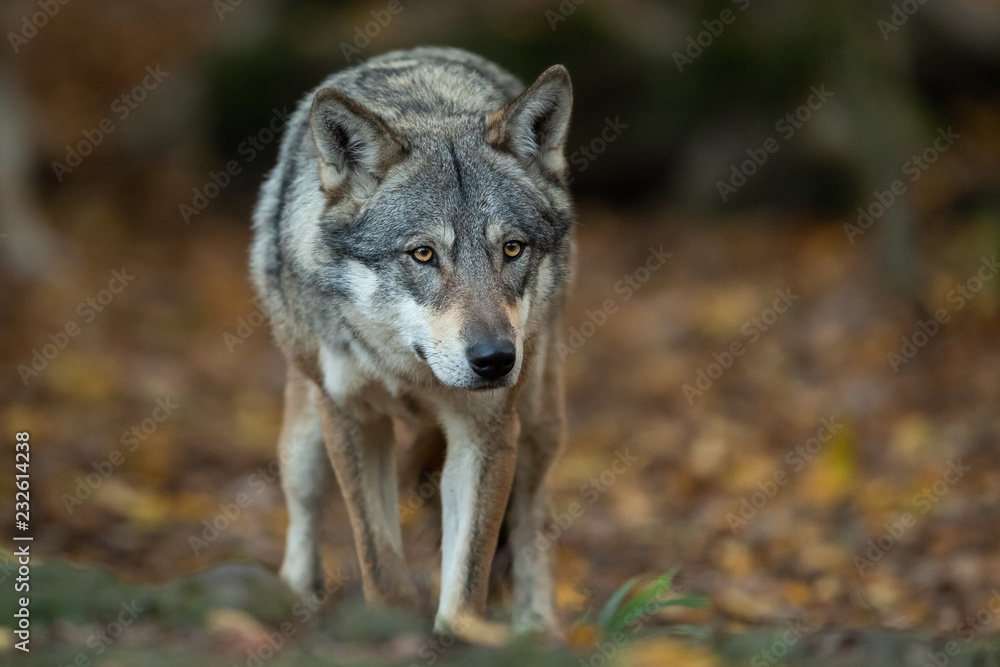 Grey wolf in the forest