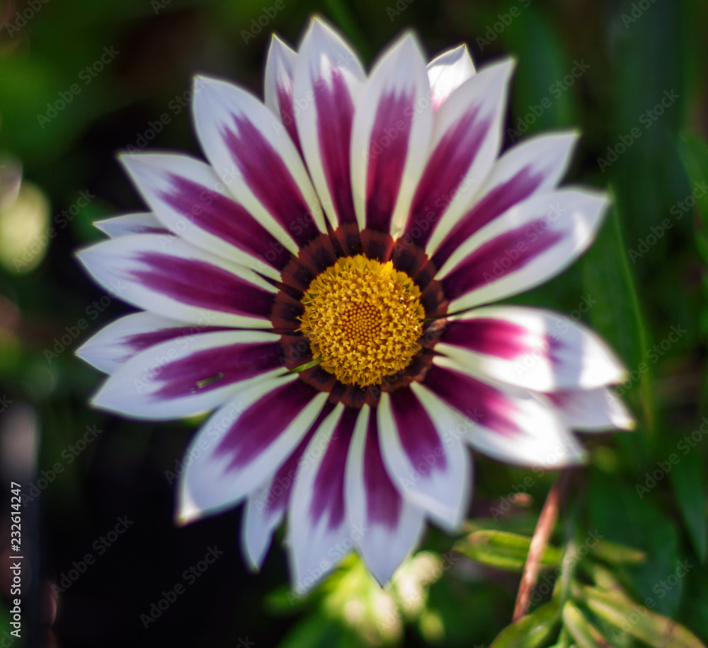 Fototapeta premium flowers in a summer garden