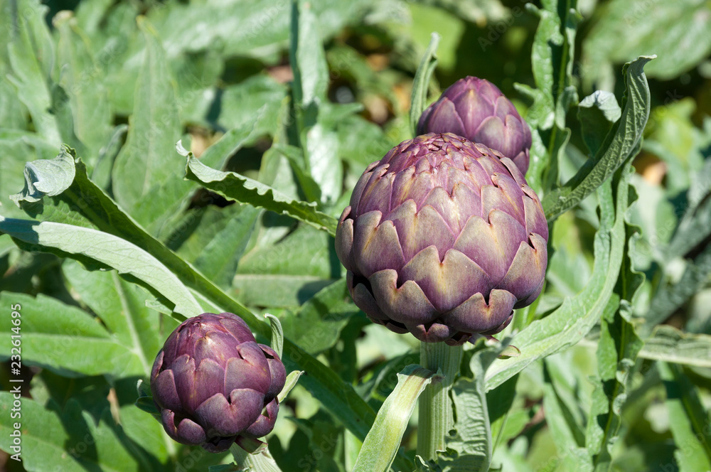 Fototapeta premium Organic artichoke garden