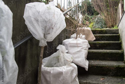 Pflanzkübel und eingetopfter Hochstamm wurde mit Vlies umwickelt. Die Pflanzen sind vor der Kälte im Winter geschützt und stehen auf der Kellertreppe. photo