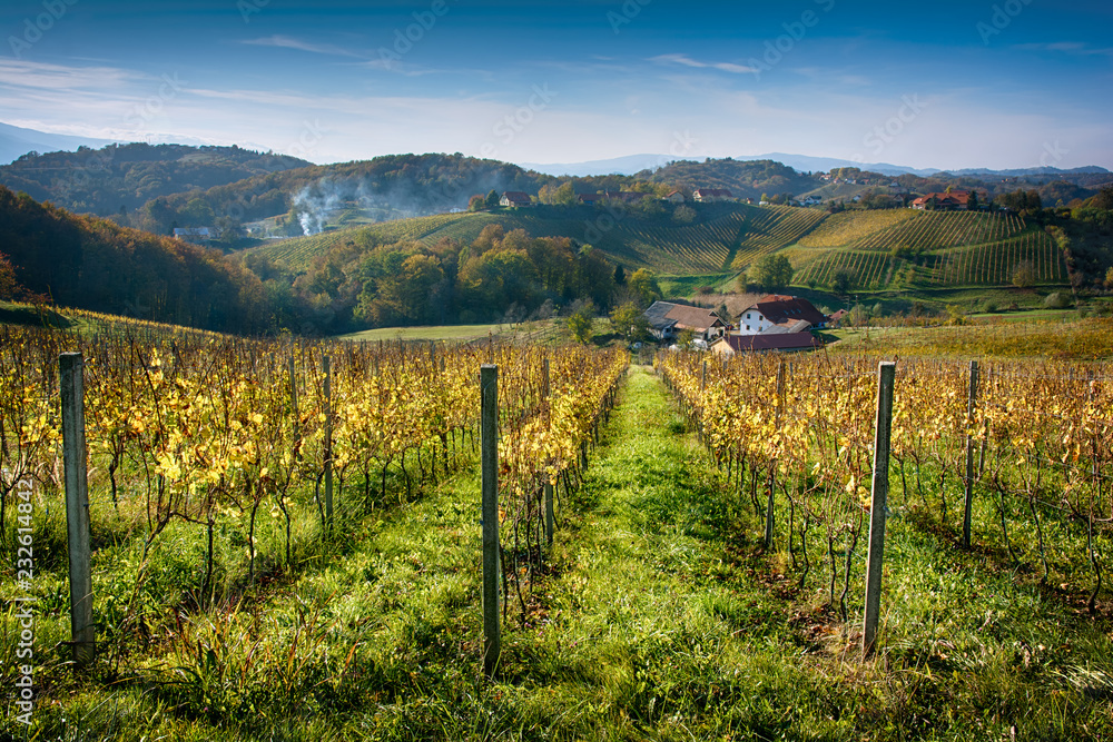 Autumn picturesque landscape of vineyard valley in Europe