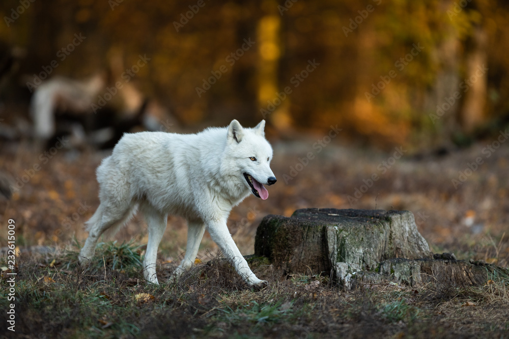 Obraz premium White wolf in the forest
