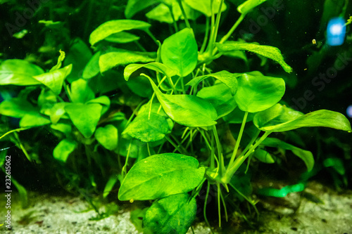 aquatic plant in aquarium tank © Piman Khrutmuang