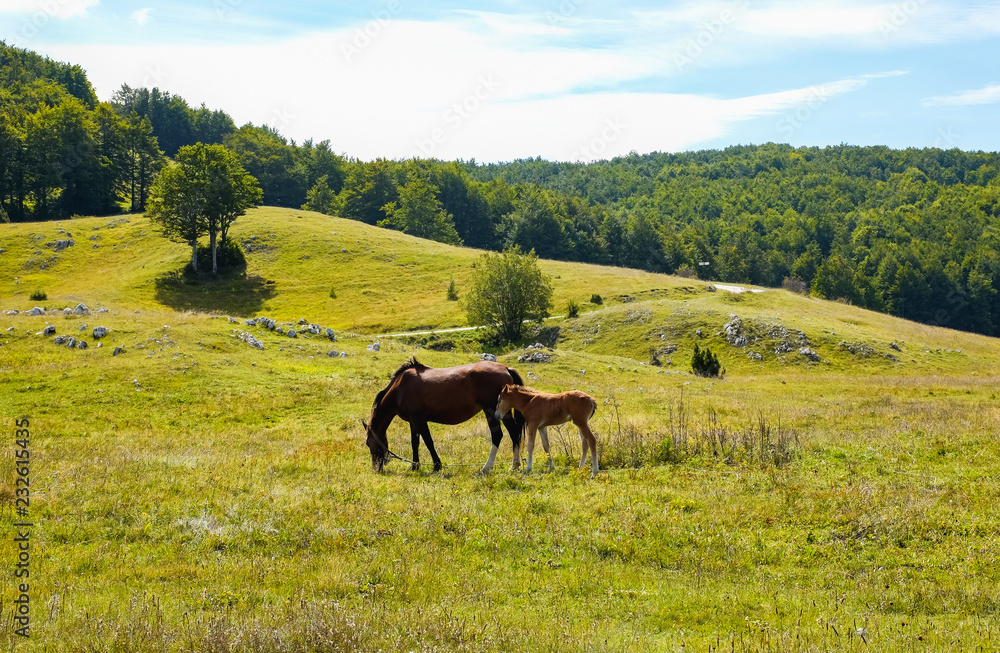 Mare and Foal newborn together in meadow of flowers, in the field Grazing horses at high-land pasture at Montenegro Mountains Panorama of summer pasture on a background of mountains.