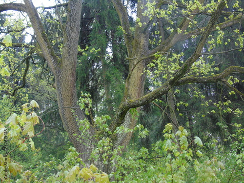 tree in the forest