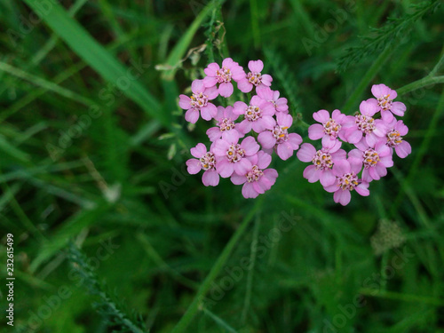 pink yarrow