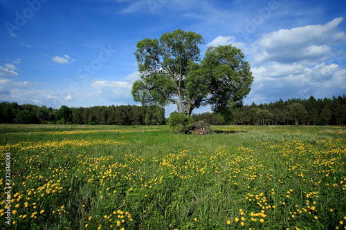Wiosenna łąka z pełnikami europejskimi (Trollius europaeus)