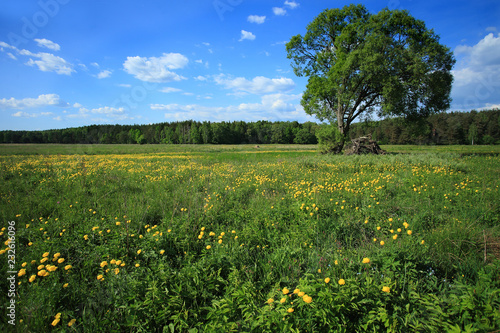 Wiosenna łąka z pełnikiem europejskim (Trollius europaeus)