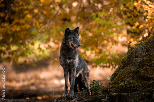 Black Wolf in the forest