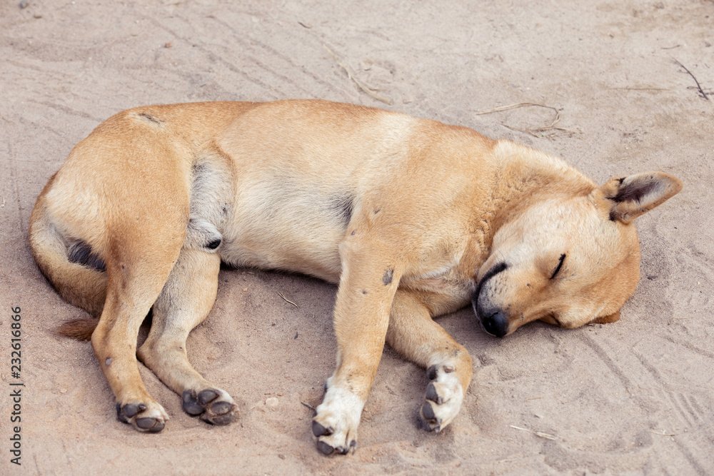 Dog lying on the ground,back of sleeping dog,Happy dog Dog lying on the ground,back of sleeping dog,Happy dog
