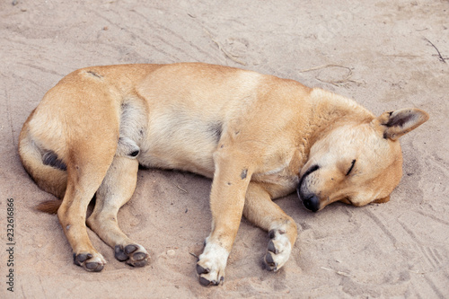 Dog lying on the ground,back of sleeping dog,Happy dog © CStock