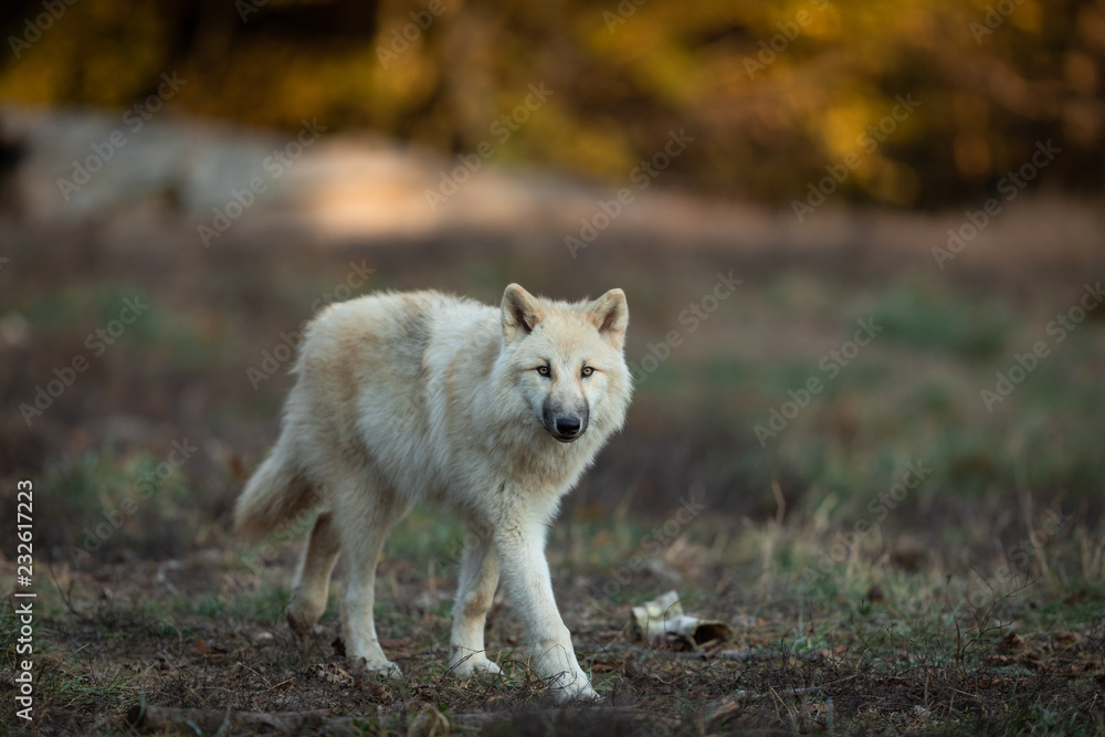 Obraz premium White wolf in the forest