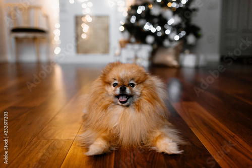 Christmas tree and a small dog sitting in front of it photo