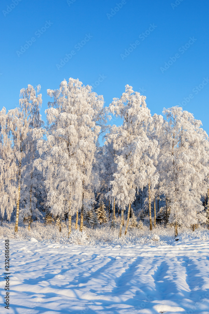 Birch grove with snow and hoarfrost