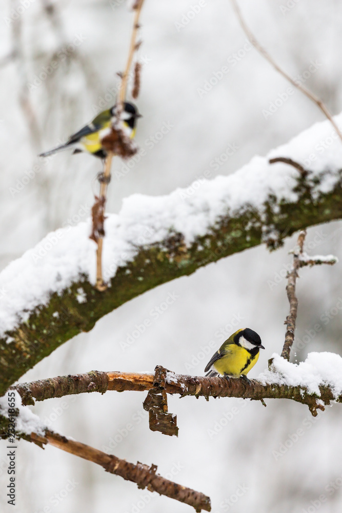 Naklejka premium Great Tits on snowy branches in the woods