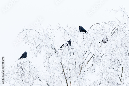 Flock of Jackdaws in trees with hoarfrost