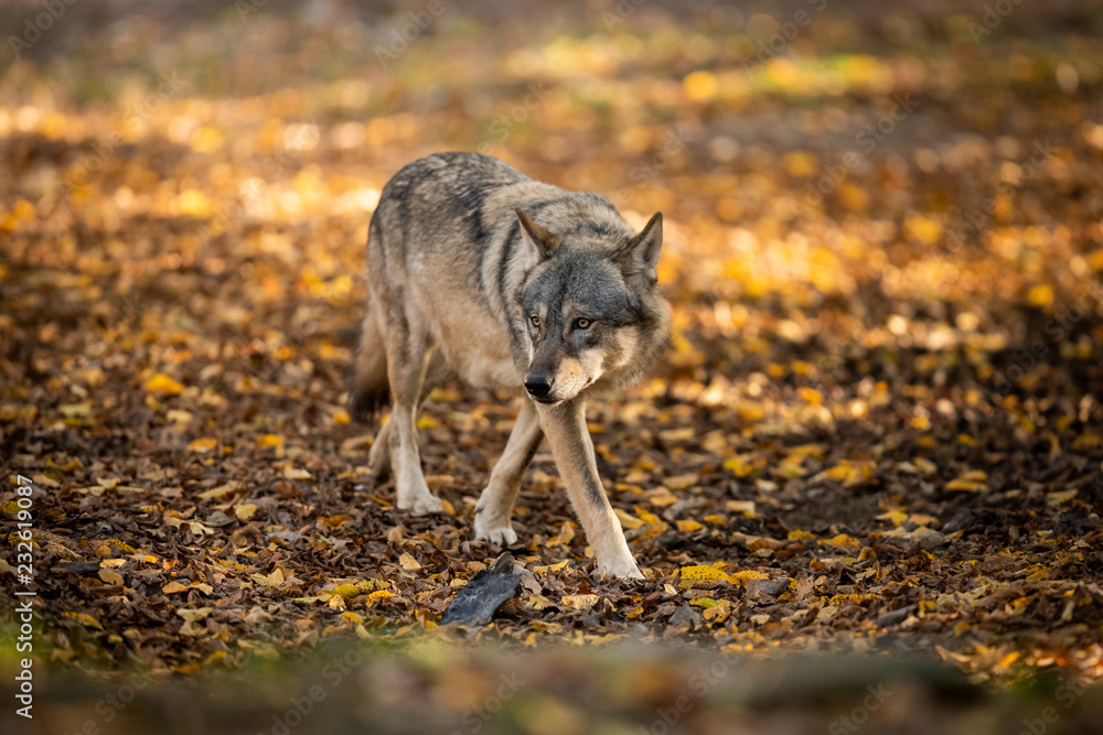 Grey Wolf in the forest